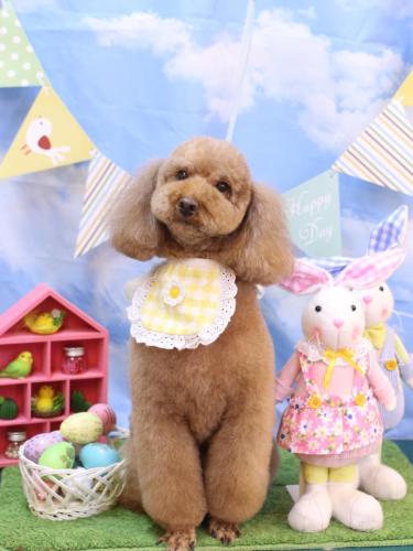 20240330マロンちゃん